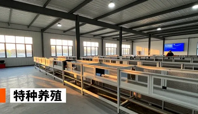 邹平市玉虫缘特种养殖农民专业合作社带来全新的优质种鸡体验